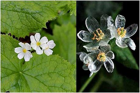 20 Curiosidades de las plantas