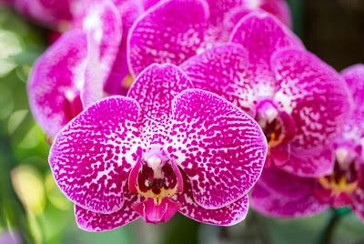 Plantar orquídeas en su jardín