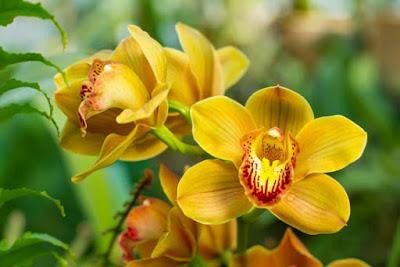 Plantar orquídeas en su jardín