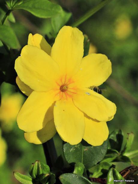 Jazmín amarillo (Jasminum mesnyi)