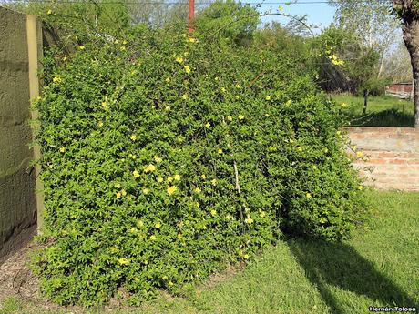 Jazmín amarillo (Jasminum mesnyi)
