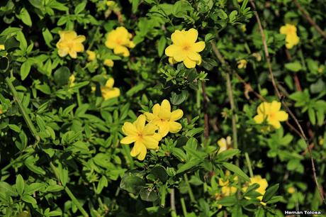 Jazmín amarillo (Jasminum mesnyi)