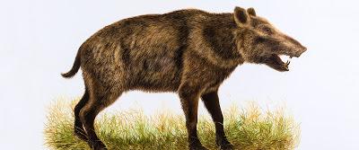 ADN antiguo de pecarí