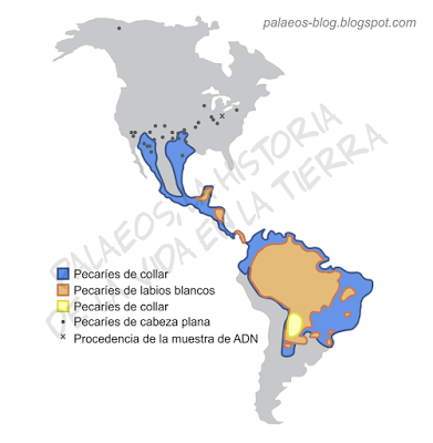 ADN antiguo de pecarí