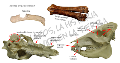 ADN antiguo de pecarí
