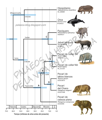 ADN antiguo de pecarí