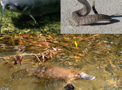 ¿Mamífero venenoso época dinosaurios?