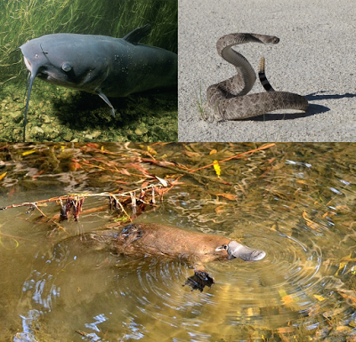 ¿Mamífero venenoso en la época de los dinosaurios?