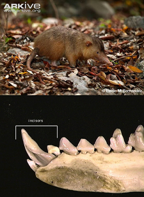 ¿Mamífero venenoso en la época de los dinosaurios?