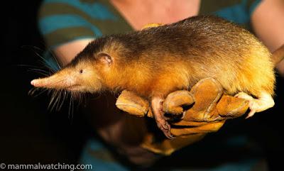 ¿Mamífero venenoso en la época de los dinosaurios?