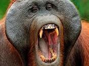 ¿Qué simboliza soñar orangutanes?