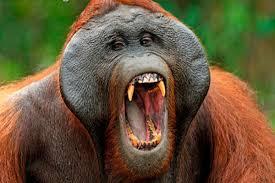 ¿Qué simboliza soñar con orangutanes?