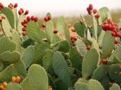 Tuna: fruto excepcional para quitar tos, limpia hígado, controla diabetes, baja colesterol trigliceridos, próstata