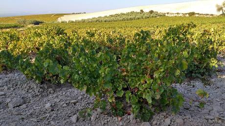 Natillas al Pedro Ximenez con encaje de jengibre