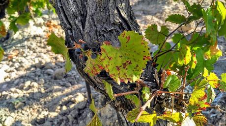 Natillas al Pedro Ximenez con encaje de jengibre