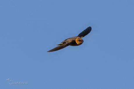 Golondrina cabeza rojiza (Tawny-headed swallow) Alopochelidon fucata