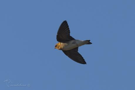 Golondrina cabeza rojiza (Tawny-headed swallow) Alopochelidon fucata