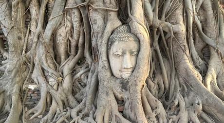 Wat Mahathat, Ayutthaya, la cabeza de Buda entre los árboles