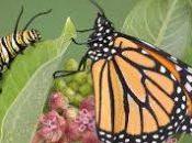 ¿Qué significado tiene soñar transformación?