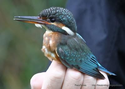 Martín pescador ♀