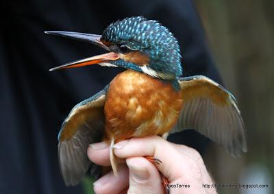 Martín pescador ♀