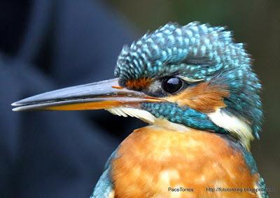 Martín pescador ♀