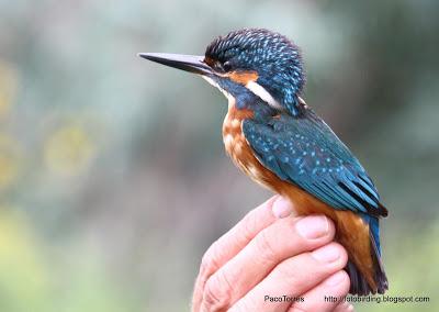 Martín pescador ♂