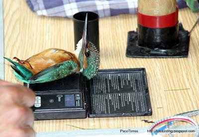 Martín pescador ♂