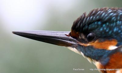 Martín pescador ♂