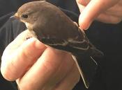 Papamoscas cerrojillo (jov.)