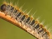 Época combatir procesionaria.