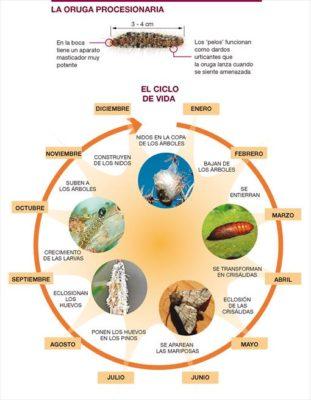 Época de combatir la procesionaria.