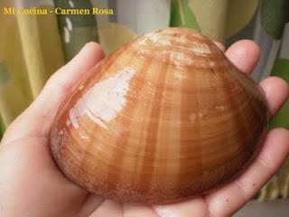 VIDEO Y EXPLICACION DE COMO LIMPIAR, PREPARAR Y CONSUMIR LAS CONCHAS FINAS DE MALAGA VIDEO Y EXPLICACION DE COMO LIMPIAR, PREPARAR Y CONSUMIR LAS CONCHAS FINAS DE MALAGA