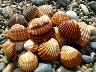 VIDEO Y EXPLICACION DE COMO LIMPIAR, PREPARAR Y CONSUMIR LAS CONCHAS FINAS DE MALAGA VIDEO Y EXPLICACION DE COMO LIMPIAR, PREPARAR Y CONSUMIR LAS CONCHAS FINAS DE MALAGA