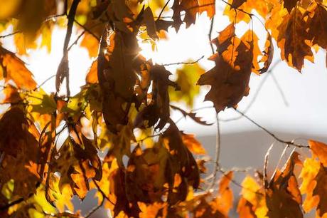 Planes para disfrutar del otoño en Andorra