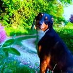 Avance de ISLE OF DOGS, la nueva película animada de Wes Anderson Treinta películas para un noviembre de autor