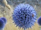 simboliza soñar cardo.