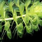 Plantas carnívoras impactantes