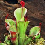 Plantas carnívoras impactantes