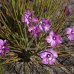 Plantas carnívoras impactantes