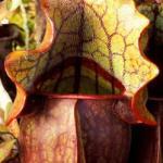 Plantas carnívoras impactantes