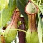 Plantas carnívoras impactantes