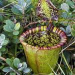 Plantas carnívoras impactantes