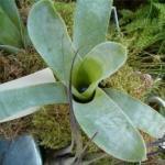 Plantas carnívoras impactantes