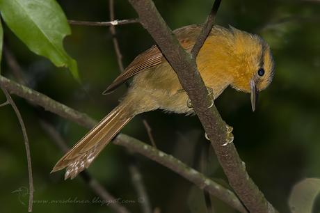 Ticotico ocráceo (Ochre-breasted Foliage Gleaner) Anabacerthia lichtensteini