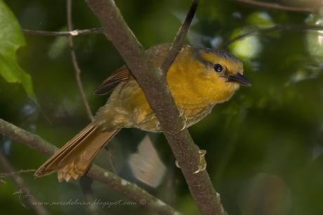 Ticotico ocráceo (Ochre-breasted Foliage Gleaner) Anabacerthia lichtensteini
