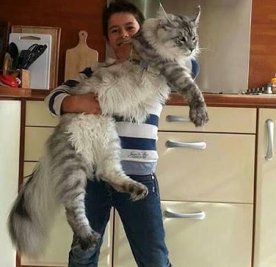 bosque noruega entre top 10 Mejores razas de gatos gigantes