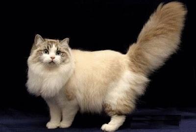 ragamuffin entre top 10 Mejores razas de gatos gigantes