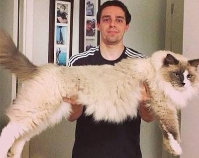 ragdoll entre top 10 Mejores razas de gatos gigantes