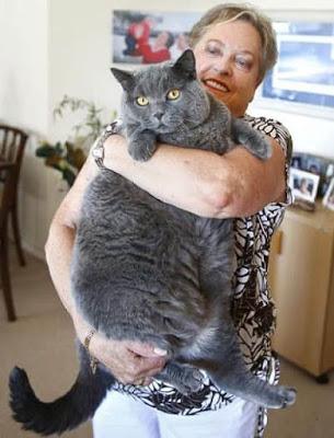 pelicorto ingles entre top 10 Mejores razas de gatos gigantes